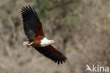 African fish eagle (Haliaeetus vocifer)