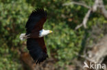 African fish eagle (Haliaeetus vocifer)