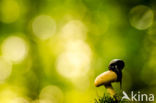 Horse Mushroom (Agaricus arvensis)