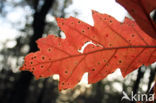 Red Oak (Quercus rubra)