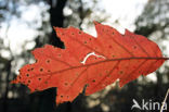 Red Oak (Quercus rubra)