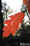 Red Oak (Quercus rubra)