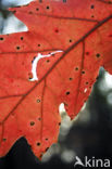 Red Oak (Quercus rubra)