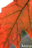 Red Oak (Quercus rubra)