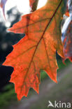 Red Oak (Quercus rubra)