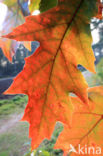 Red Oak (Quercus rubra)