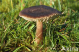 Nitrous Waxcap (Hygrocybe nitrata)