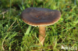 Nitrous Waxcap (Hygrocybe nitrata)