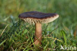 Nitrous Waxcap (Hygrocybe nitrata)