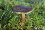 Nitrous Waxcap (Hygrocybe nitrata)