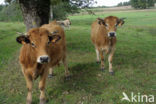 Aubrac Cow (Bos domesticus)