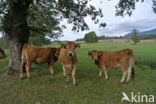 Aubrac Cow (Bos domesticus)