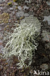 Beard Lichen (Usnea)