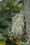 Baardmos (Usnea)