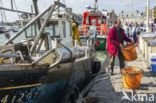 Barfleur