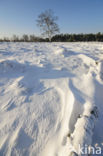 Birch (Betula)
