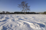 Birch (Betula)