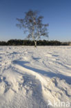 Birch (Betula)