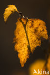 Birch (Betula)
