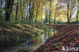 Beech (Fagus sylvatica)