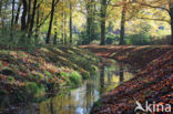 Beech (Fagus sylvatica)