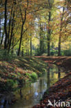 Beech (Fagus sylvatica)