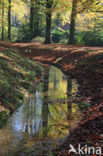 Beuk (Fagus sylvatica)