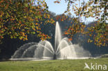 Beech (Fagus sylvatica)