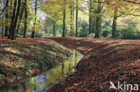 Beech (Fagus sylvatica)