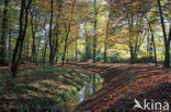 Beech (Fagus sylvatica)