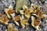 Beech (Fagus sylvatica)