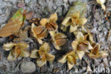 Beech (Fagus sylvatica)