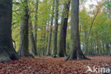 Beech (Fagus sylvatica)