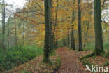 Beuk (Fagus sylvatica)