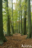 Beuk (Fagus sylvatica)