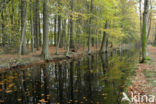 Beech (Fagus sylvatica)