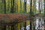 Beech (Fagus sylvatica)