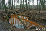 Beech (Fagus sylvatica)