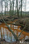 Beuk (Fagus sylvatica)