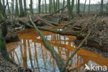 Beech (Fagus sylvatica)