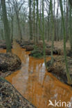 Beech (Fagus sylvatica)