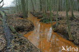 Beech (Fagus sylvatica)