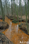 Beech (Fagus sylvatica)