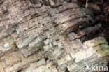 Beech (Fagus sylvatica)