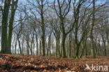 Beech (Fagus sylvatica)