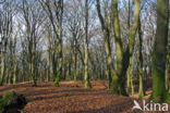 Beech (Fagus sylvatica)