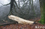 Beech (Fagus sylvatica)