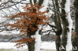 Beuk (Fagus sylvatica)