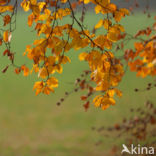 Beuk (Fagus spec.)