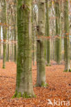 Beech (Fagus spec.)